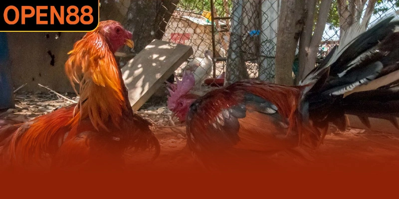 Mỗi trận chọi gà thường kéo dài không quá 10 phút